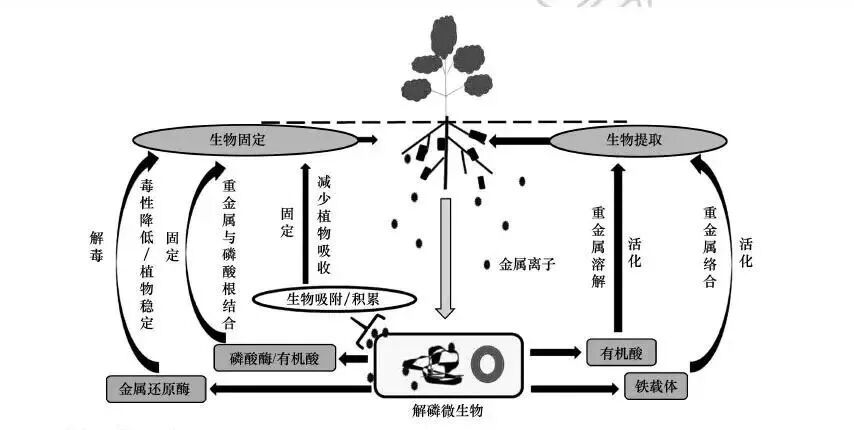 矿山砷污染及修复技术现状与未来趋势分析的图7