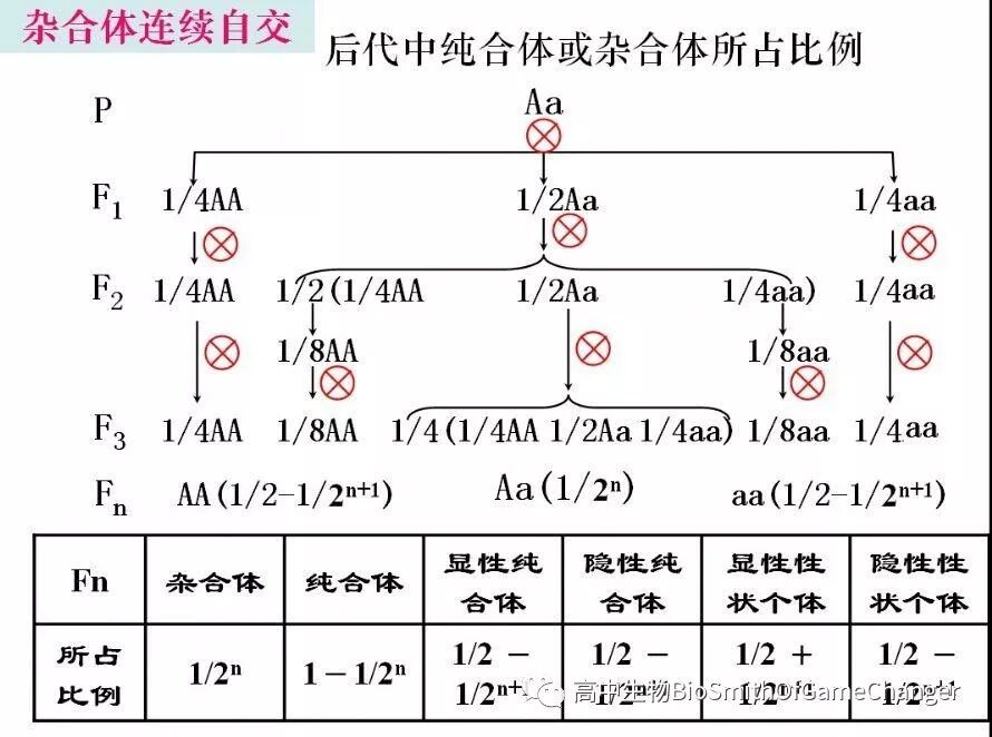 孟德尔遗传定律图解_孟德尔的遗传定律包括_孟德尔三大遗传定律