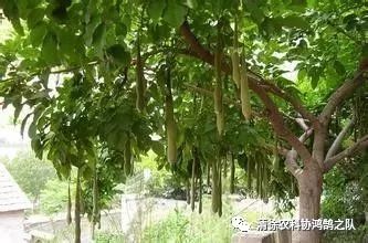 致富种植什么比较赚大钱_致富经种植_致富种植养殖