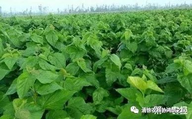 致富种植养殖_致富种植什么比较赚大钱_致富经种植