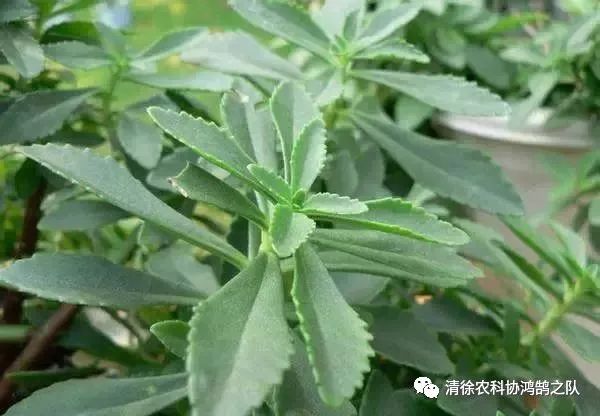 致富种植养殖_致富经种植_致富种植什么比较赚大钱