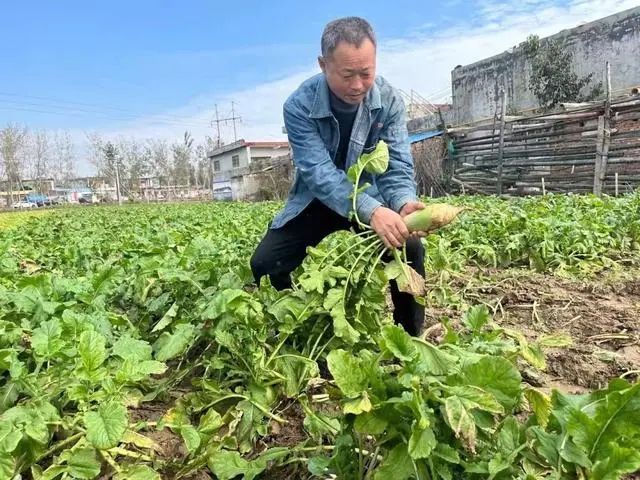 種植白菜和蘿蔔 自製肥料效果好 增產高效 感興趣的朋友看過來 全網搜