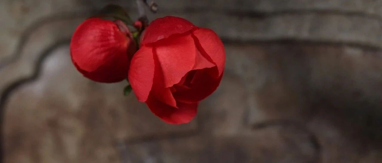 最近十年，毕业半年后收入最高的本科专业排名前十名