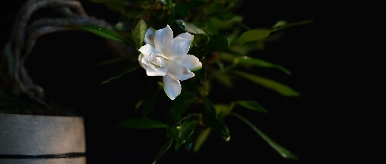 惨遭断档！今年强基入围分数线整体下降，给高一、高二学生哪些警示？