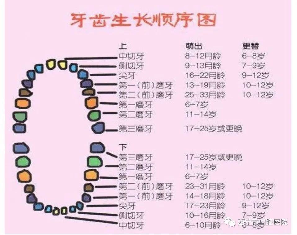 成年男性牙齿有多少颗