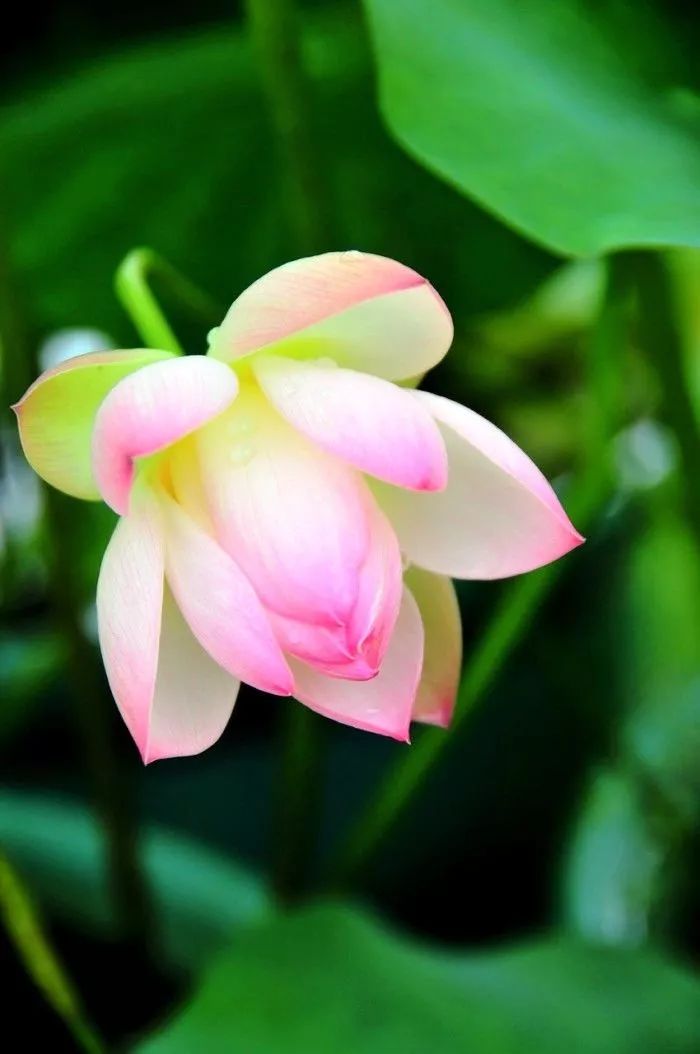 蕴含佛性的经典句子，看淡得失人无忧，看破生死自从容