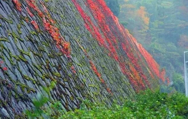 边坡绿化方案详解的图1