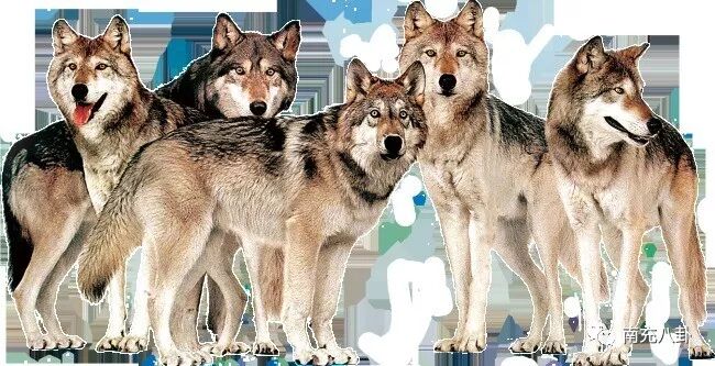 房产阴谋 ∣ 群狼【 圈养 】下中坝