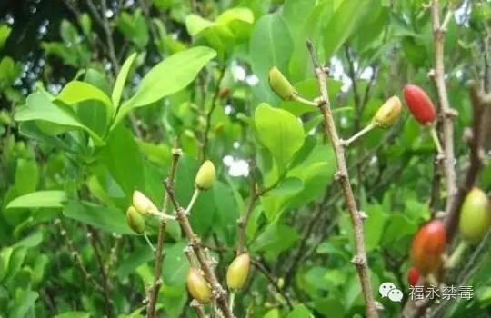 【毒品百科】古柯,罂粟等毒品简介