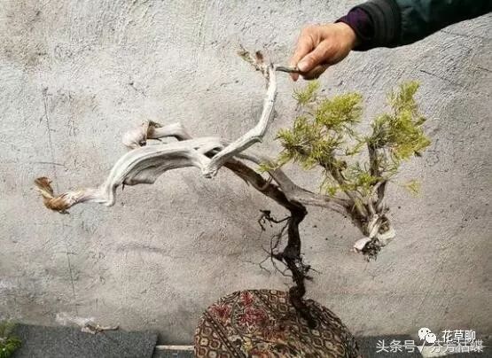 这几棵真柏下山桩 做成盆景价值上万元 邻居看了羡慕的不得了 花草论 微信公众号文章阅读 Wemp