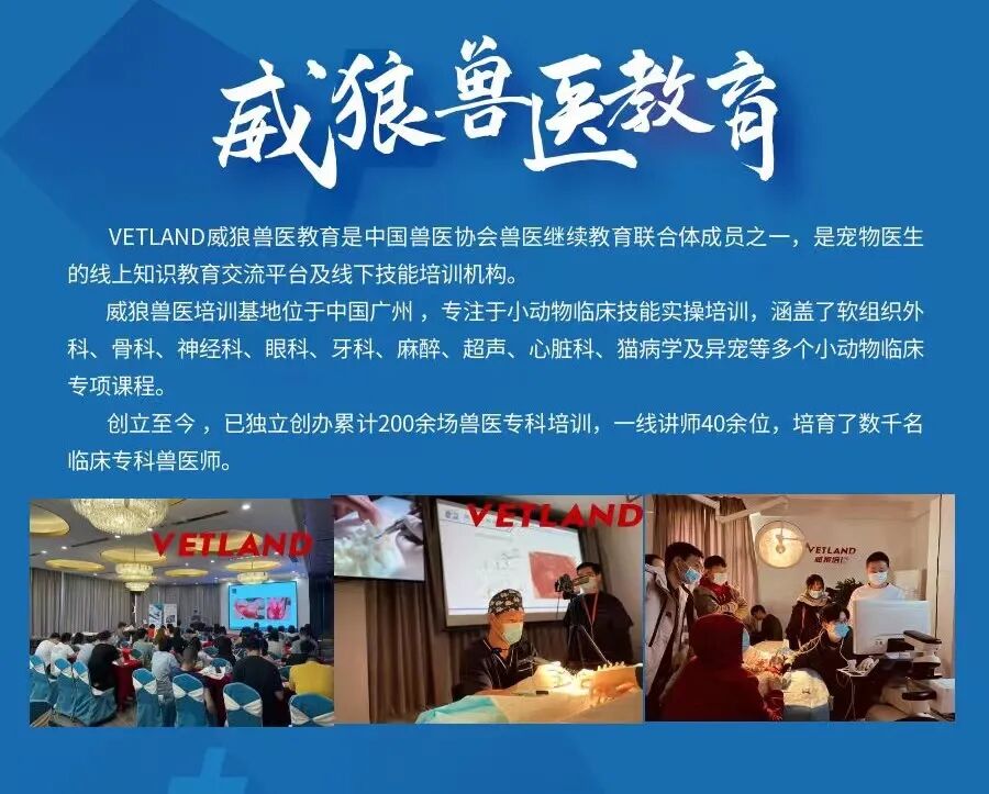 动物拍片腹部怎么摆【译文推荐】小动物腹部x线摄影术，一文教会你如何拍摄出一张高质量的x光片！_https://www.jmylbn.com_新闻资讯_第13张