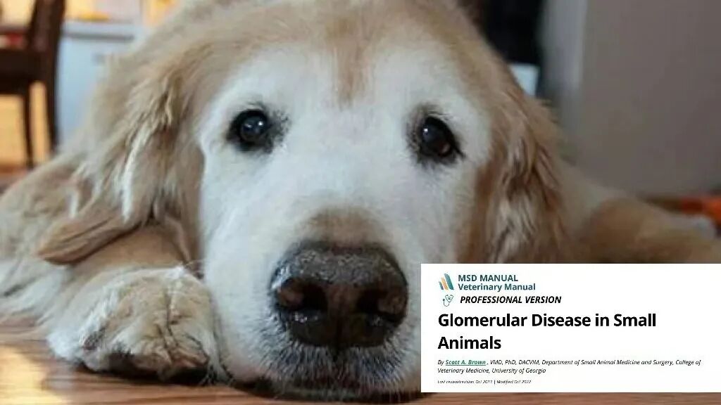 动物拍片腹部怎么摆【译文推荐】小动物腹部x线摄影术，一文教会你如何拍摄出一张高质量的x光片！_https://www.jmylbn.com_新闻资讯_第11张