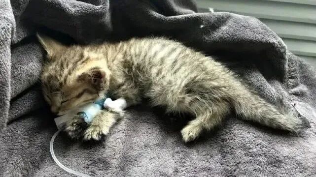 留置针怎么贴胶带【译文推荐】静脉留置针的放置：给兽医助理的提示、技巧和避免常见错误_https://www.jmylbn.com_新闻资讯_第11张