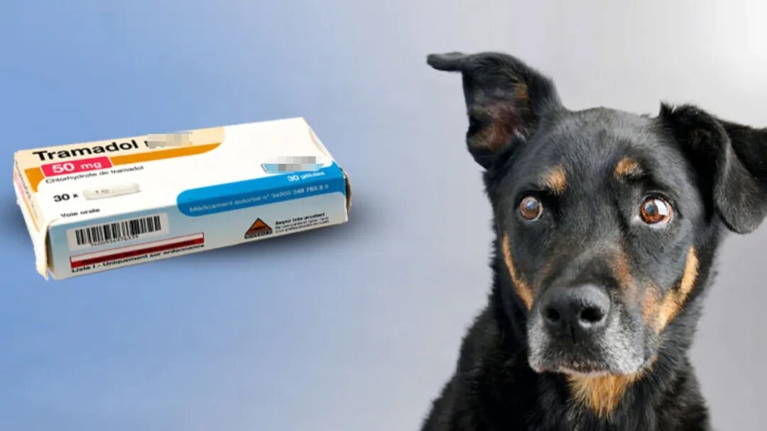 留置针怎么贴胶带【译文推荐】静脉留置针的放置：给兽医助理的提示、技巧和避免常见错误_https://www.jmylbn.com_新闻资讯_第10张