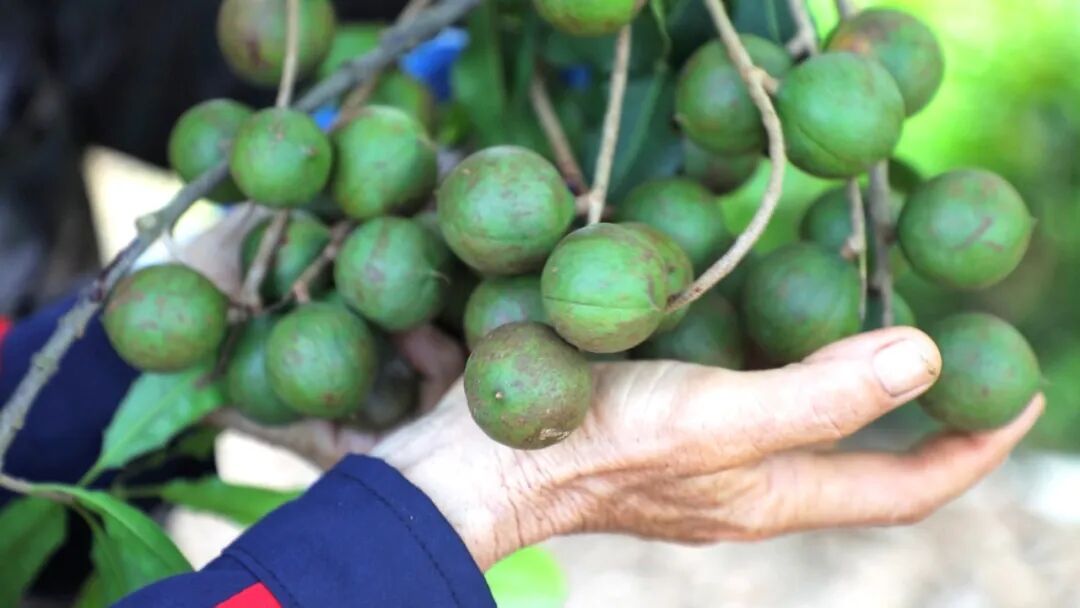 百千万工程阳春坚果农民增收的致富果