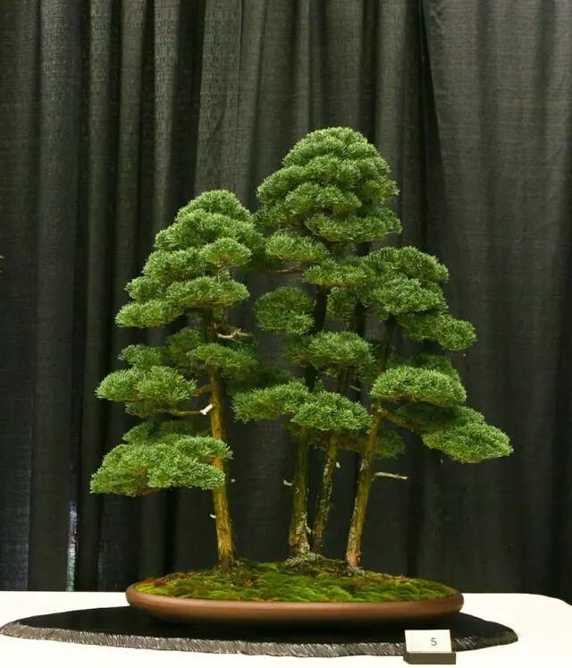 走进木村正彦大师的盆景世界 盆景大世界 微信公众号文章阅读 Wemp