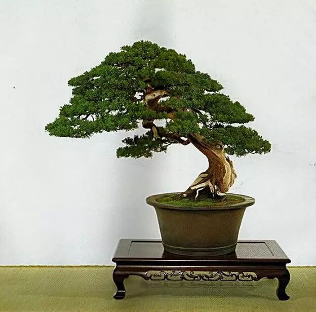 走进木村正彦大师的盆景世界 盆景大世界 微信公众号文章阅读 Wemp