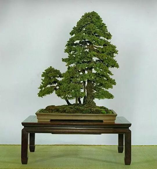 走进木村正彦大师的盆景世界 盆景大世界 微信公众号文章阅读 Wemp