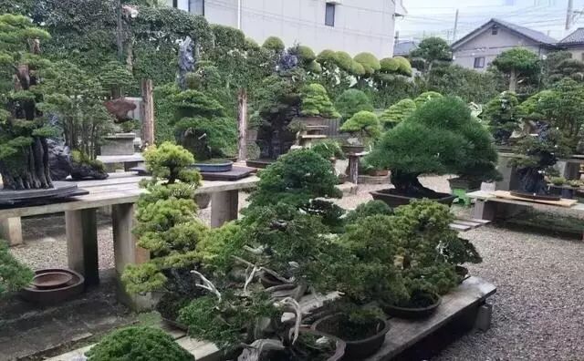 走进木村正彦大师的盆景世界 盆景大世界 微信公众号文章阅读 Wemp