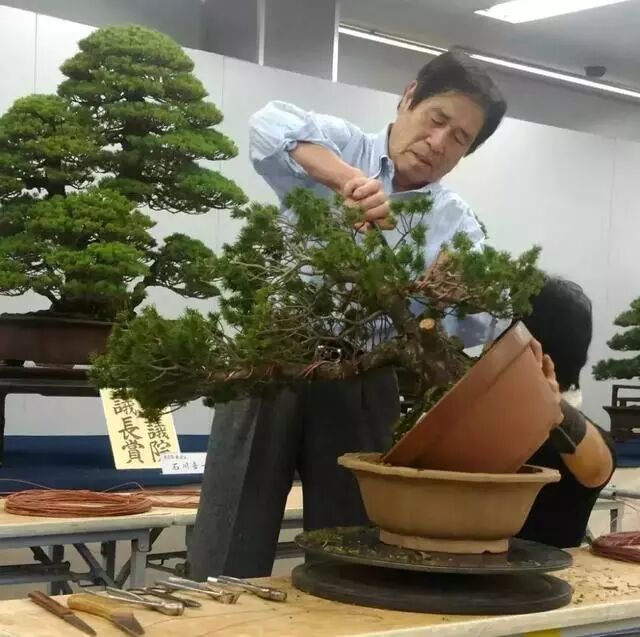 走进木村正彦大师的盆景世界 盆景大世界 微信公众号文章阅读 Wemp