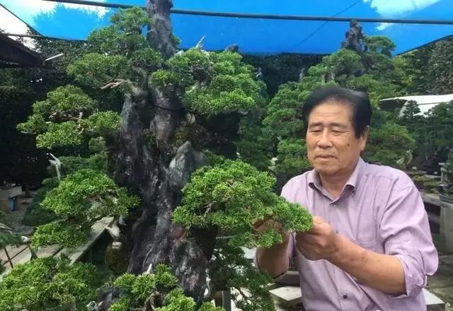 走进木村正彦大师的盆景世界 盆景大世界 微信公众号文章阅读 Wemp