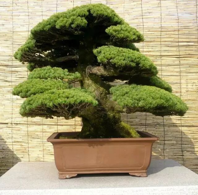 走进木村正彦大师的盆景世界 盆景大世界 微信公众号文章阅读 Wemp