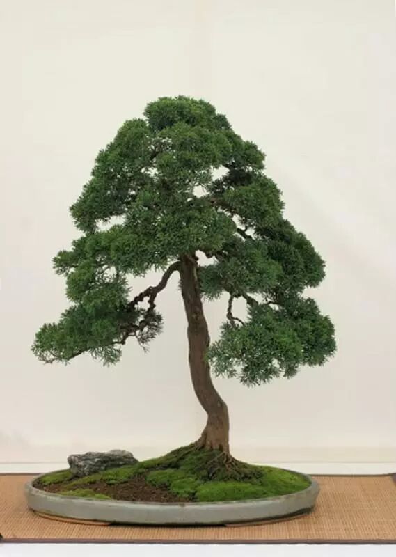 走进木村正彦大师的盆景世界 盆景大世界 微信公众号文章阅读 Wemp