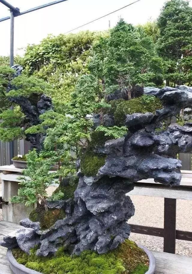 走进木村正彦大师的盆景世界 盆景大世界 微信公众号文章阅读 Wemp