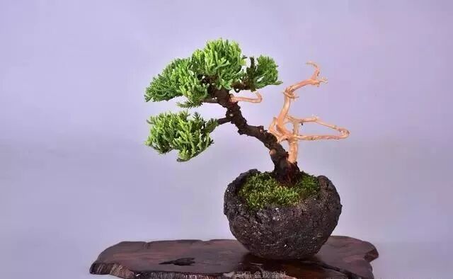 让盆景起死回生的舍利干用法 几种小品盆景的处理养护思路 盆景园林设计 微信公众号文章阅读 Wemp