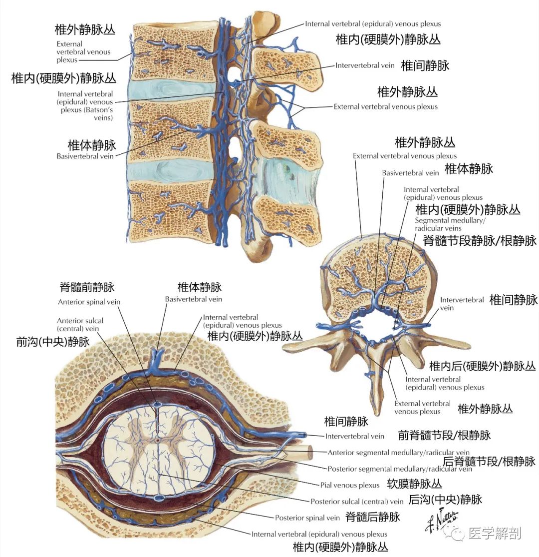 高清解剖图谱 脊髓与脊柱静脉 医学解剖 微信公众号文章阅读 Wemp