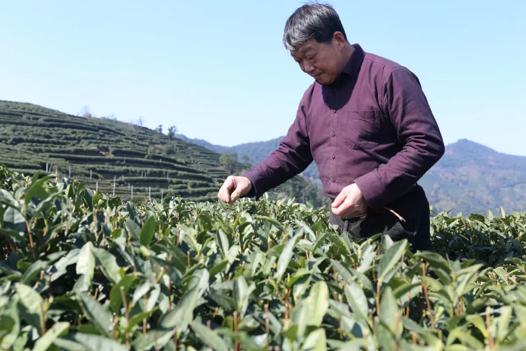 杭州龙井村村长图片