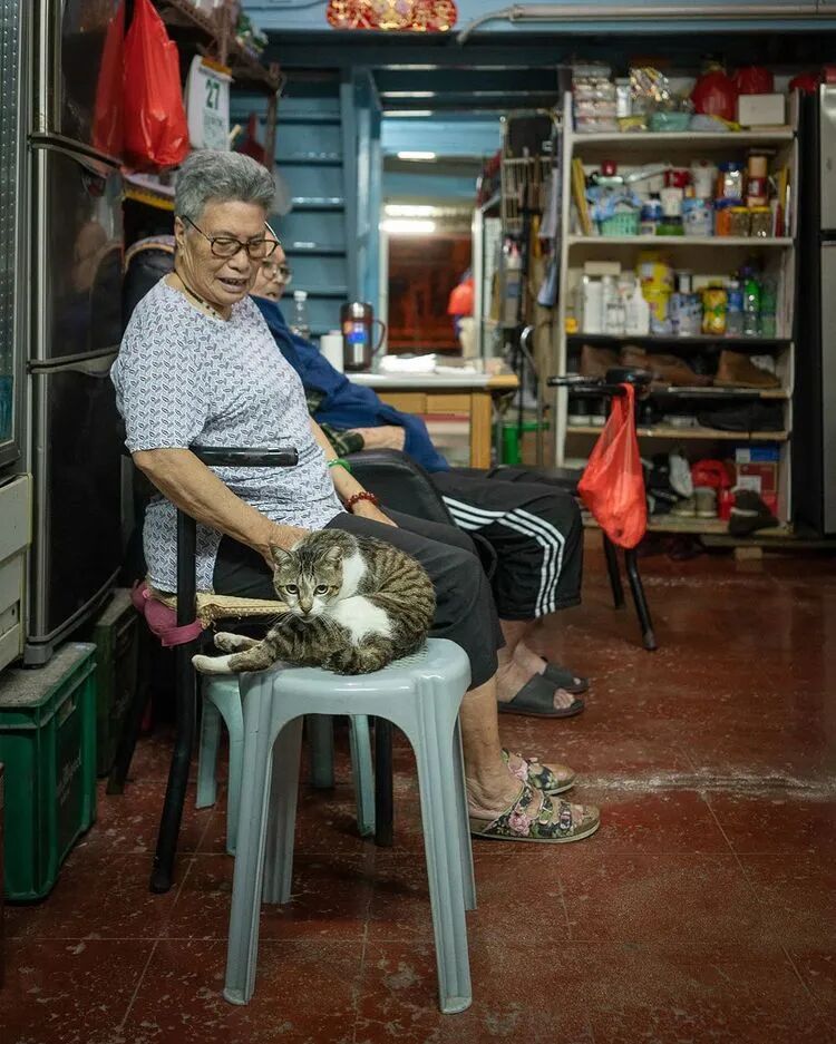 荷兰摄影师潜入香港，5年拍20000张猫片：不要因为走的太远，而忘了来时的路（组图） - 49