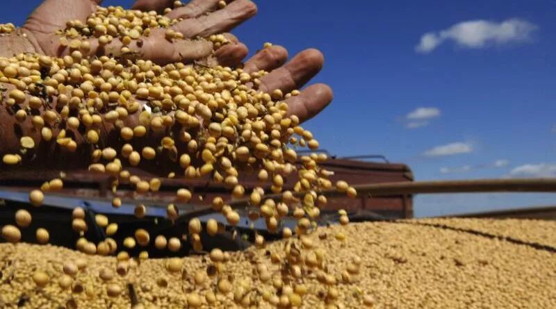 料将进一步扩大,因巴西大豆价格具有竞争力及巴西大豆蛋白质含量较高