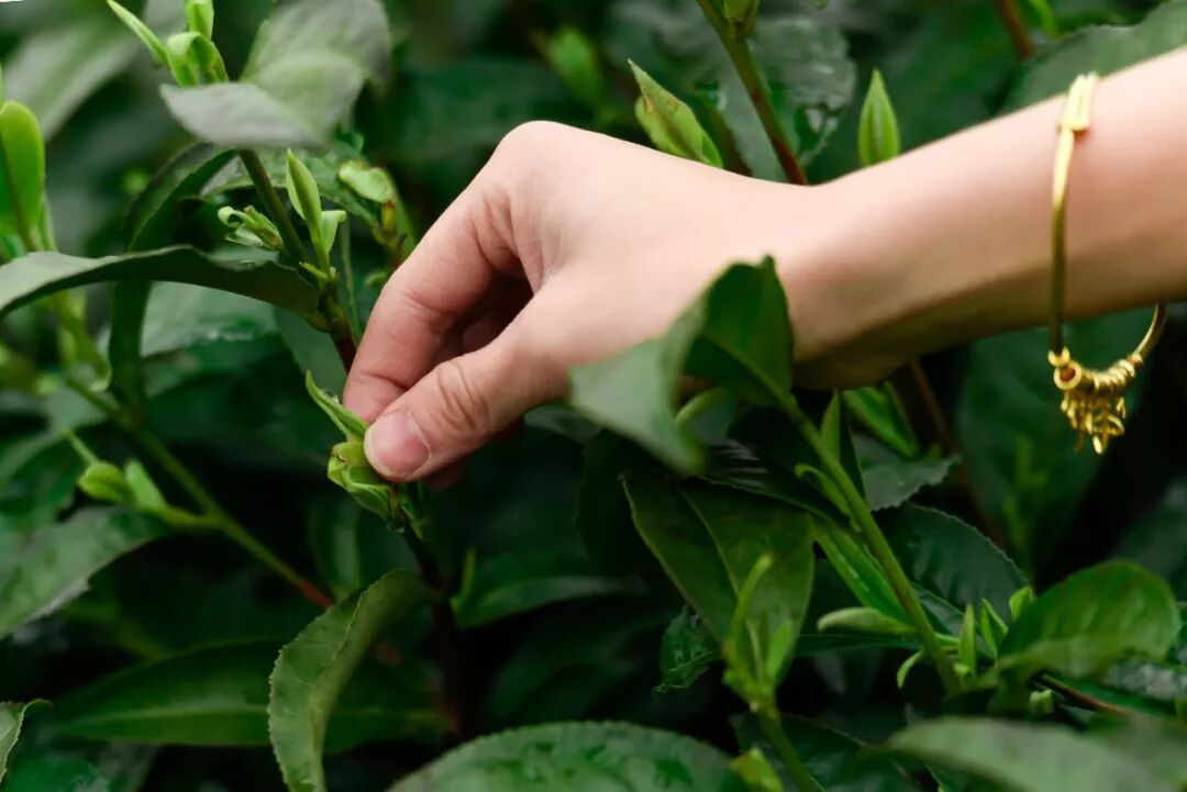 无锡第一波明前茶滨湖开采 红沙湾百亩茶园美若画卷