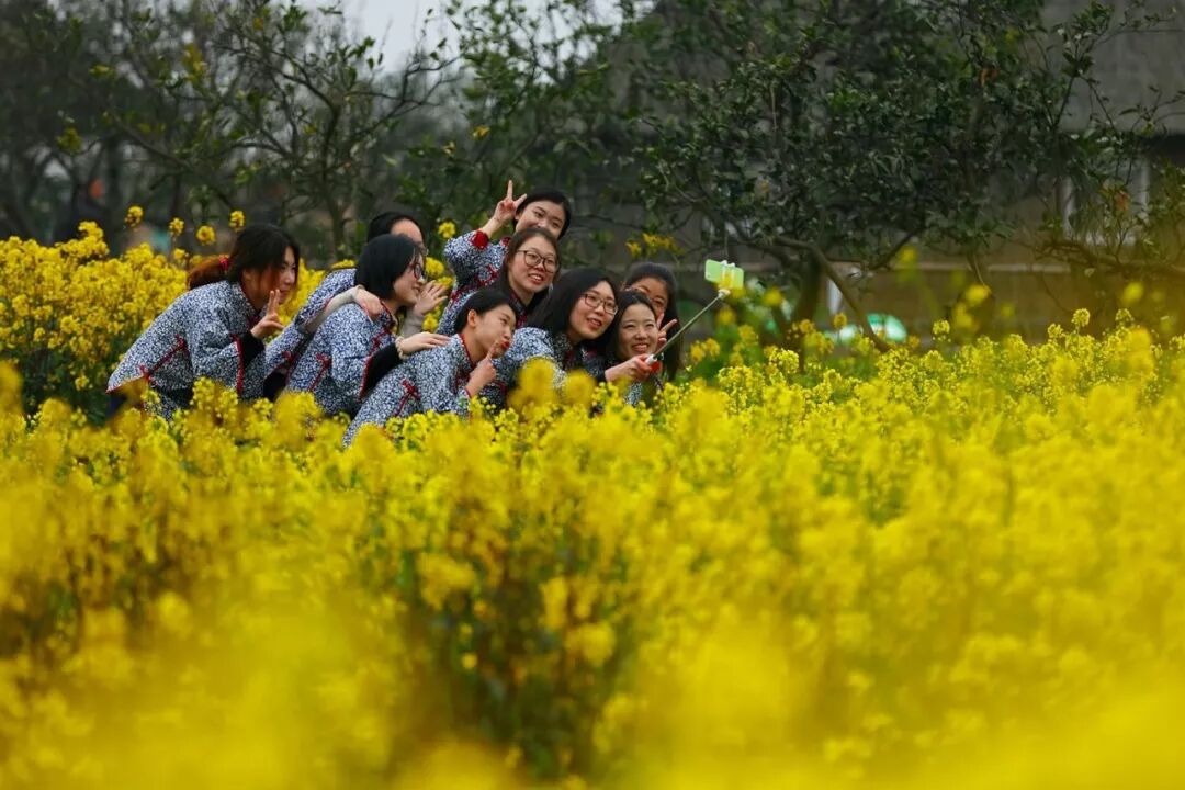 无锡第一波明前茶滨湖开采 红沙湾百亩茶园美若画卷
