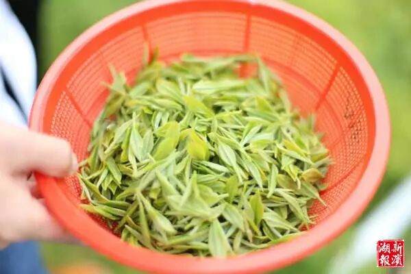 无锡第一波明前茶滨湖开采 红沙湾百亩茶园美若画卷