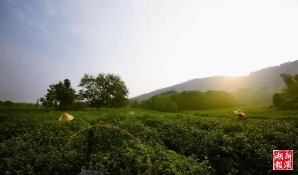 无锡第一波明前茶滨湖开采 红沙湾百亩茶园美若画卷