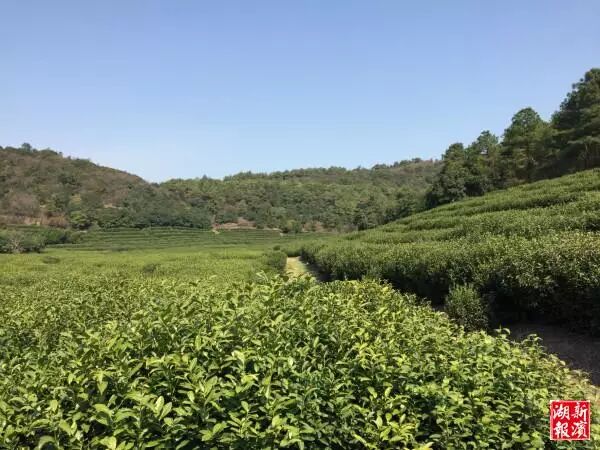 无锡第一波明前茶滨湖开采 红沙湾百亩茶园美若画卷