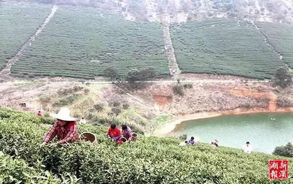 无锡第一波明前茶滨湖开采 红沙湾百亩茶园美若画卷