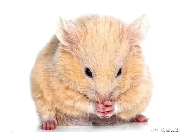 属鼠人的创业项目_家鼠啮齿目鼠科鼠属动物_创业英雄汇创业项目