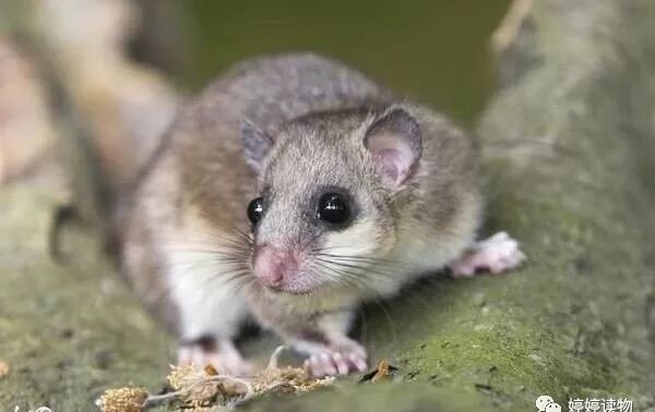 属鼠人的创业项目_家鼠啮齿目鼠科鼠属动物_创业英雄汇创业项目