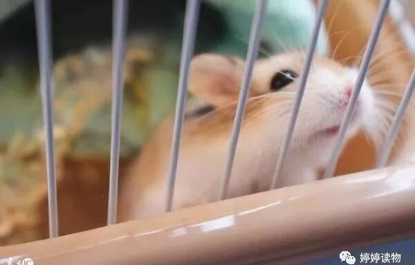 属鼠人的创业项目_家鼠啮齿目鼠科鼠属动物_创业英雄汇创业项目