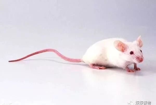 创业英雄汇创业项目_属鼠人的创业项目_家鼠啮齿目鼠科鼠属动物