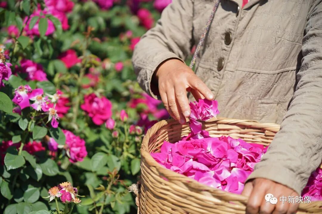 云南大学呈贡校区近40亩食用玫瑰花进入盛花期,工作人员采摘玫瑰花