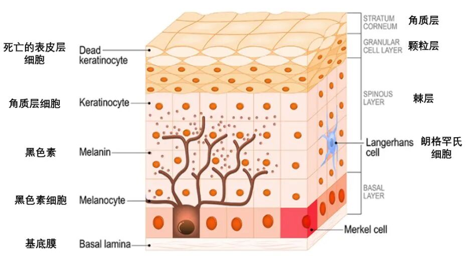 美白产品使用多久才能看到效果？