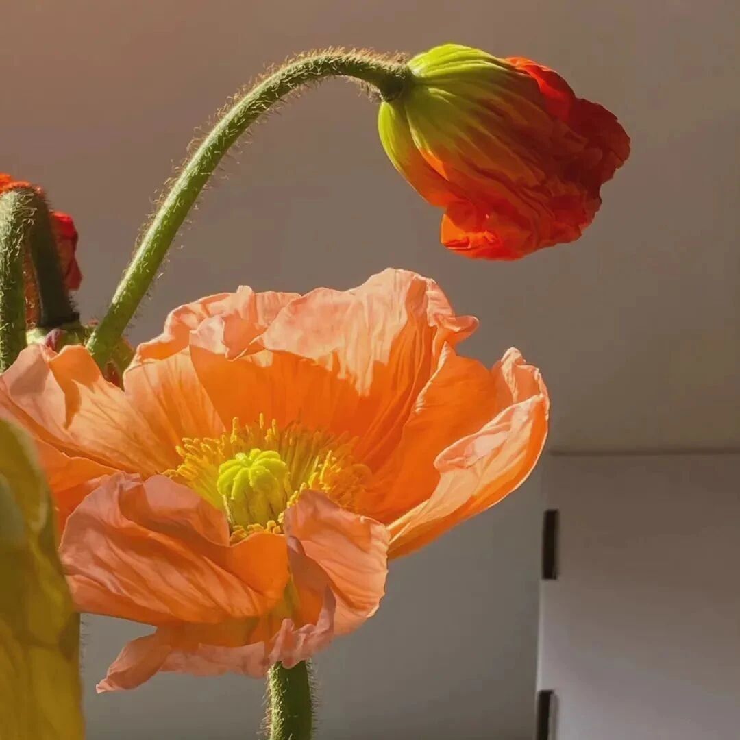 美美的清新朋友圈背景图