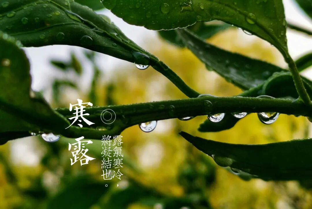 培文节气露气寒冷将凝结也