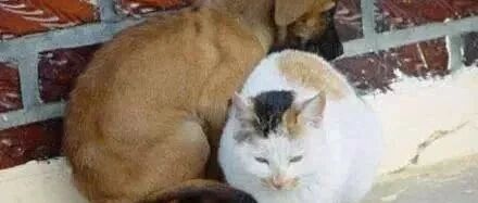 流浪小猫冻僵在雪地里痛哭，狗狗见到后，竟把它拖回了自己的窝……