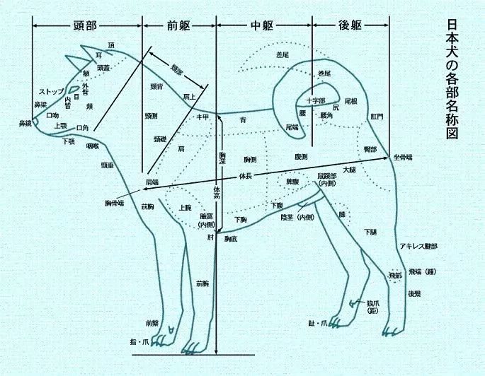 日保会柴犬标准 十二宫柴犬犬舍 微信公众号文章阅读 Wemp