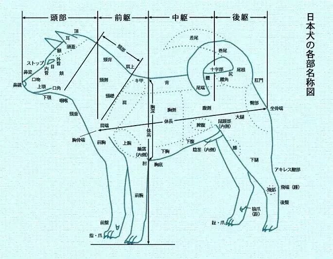 Tlc官网 柴犬vs 豆柴